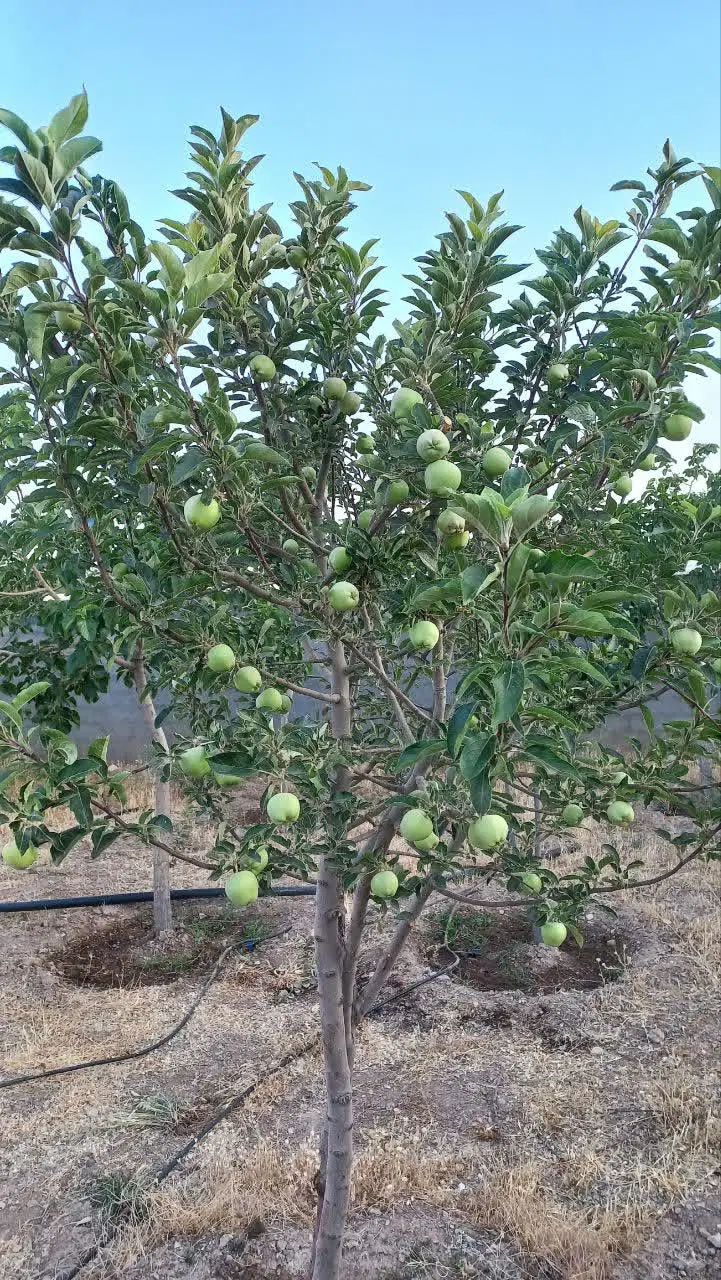 باغ مشجر ۷۸۰ متری
