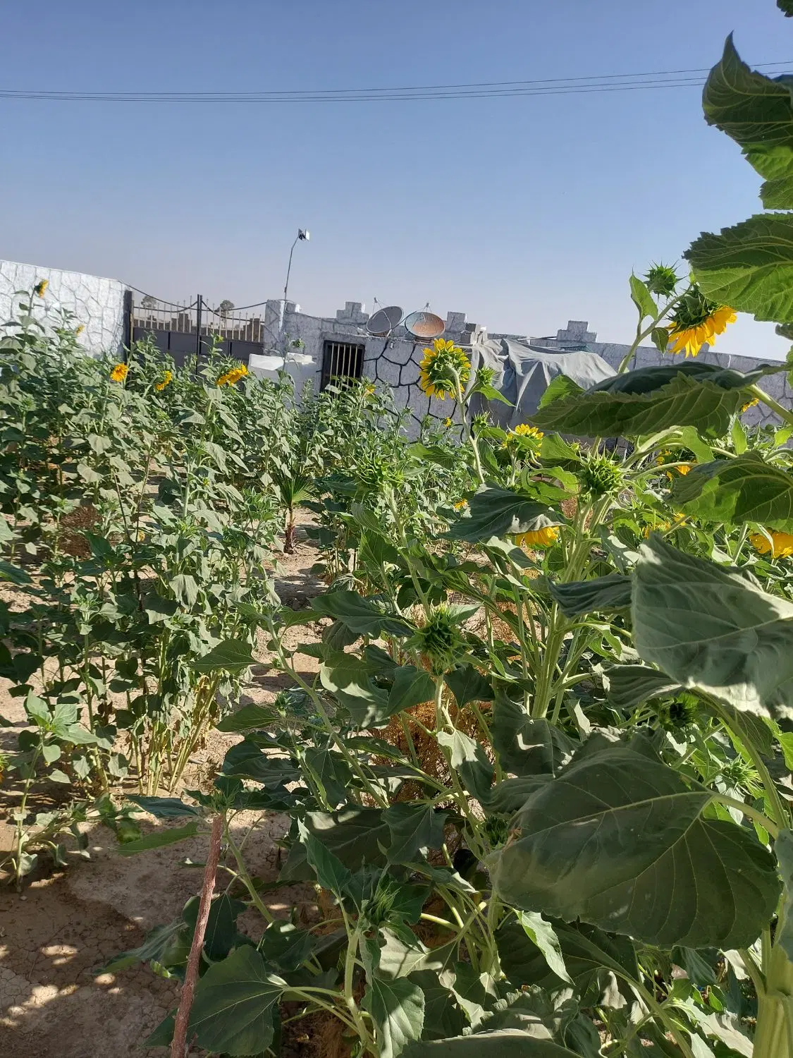 باغ ۱۰۰۰متری لب خیابان