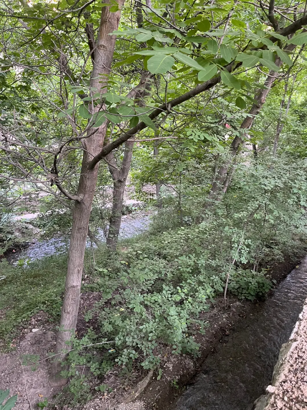 زمین ۶۰۰متری بنا دارکنار رودخانه کردان سیباندره