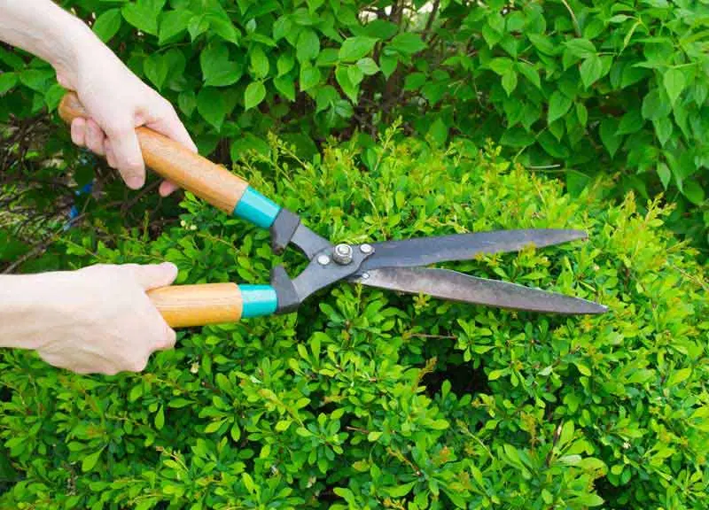 فروش زمین برای باغ شهری