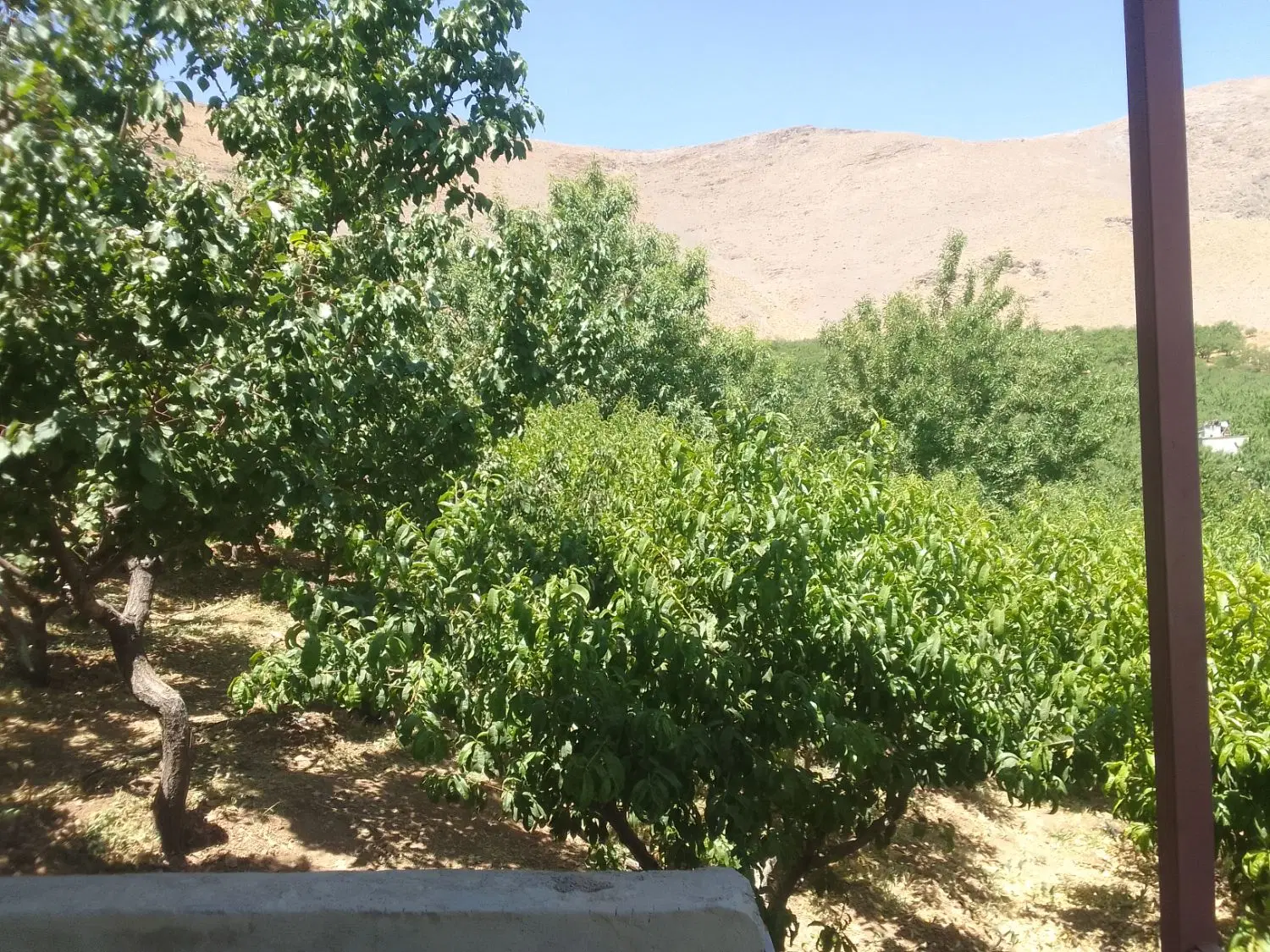 طرح عمان ۲۶۰۰ متر هلو زعفرانی