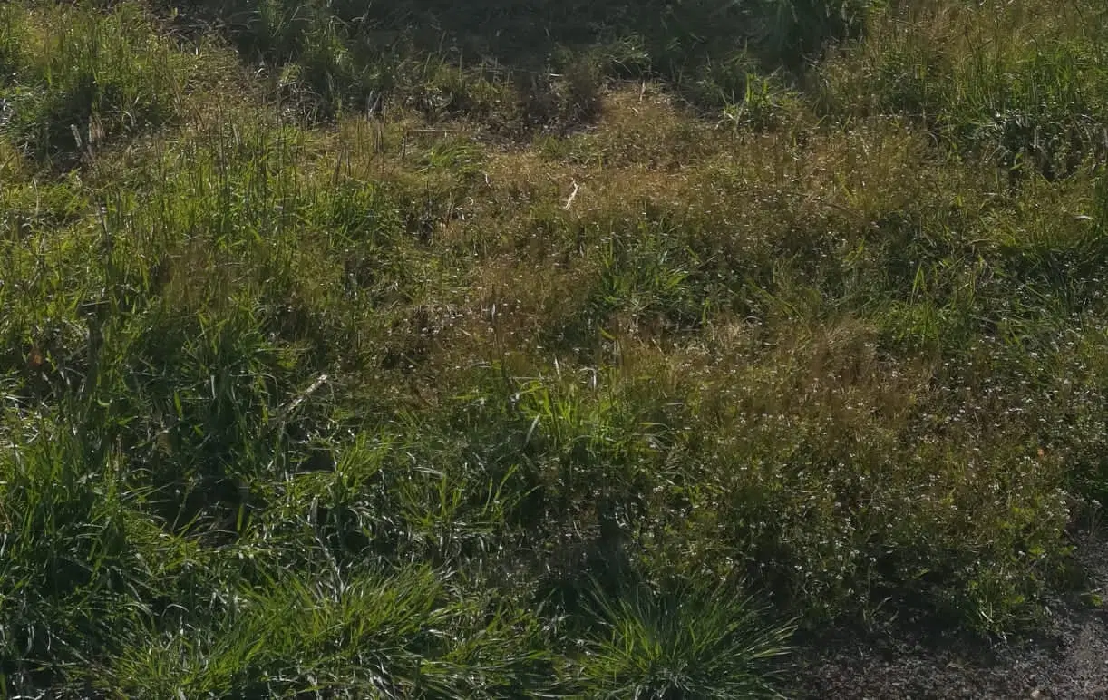 قطعه زمین خانه سرا داخل بافت در روستای دوک