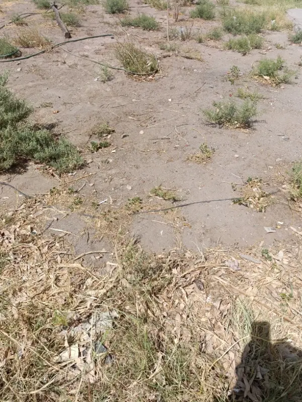 زمین چمران فاز دو