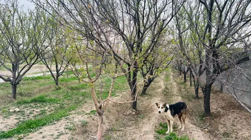 باغ ویلا استخرداخل شاهنامه خوشدره آب برق گاز دارد