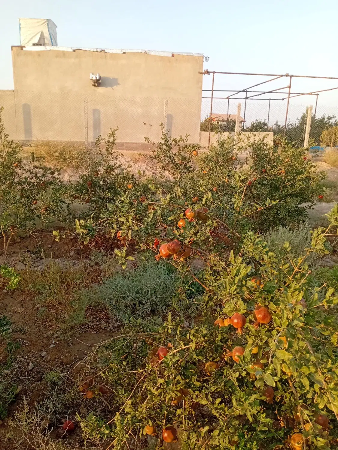 فروش باغ انار ومعاوضه