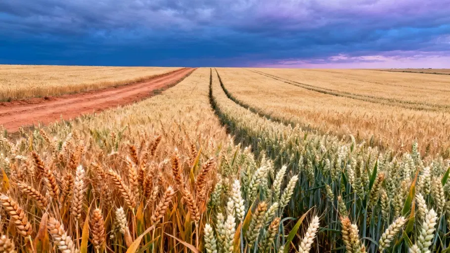 فروش باغ و زمین زراعی