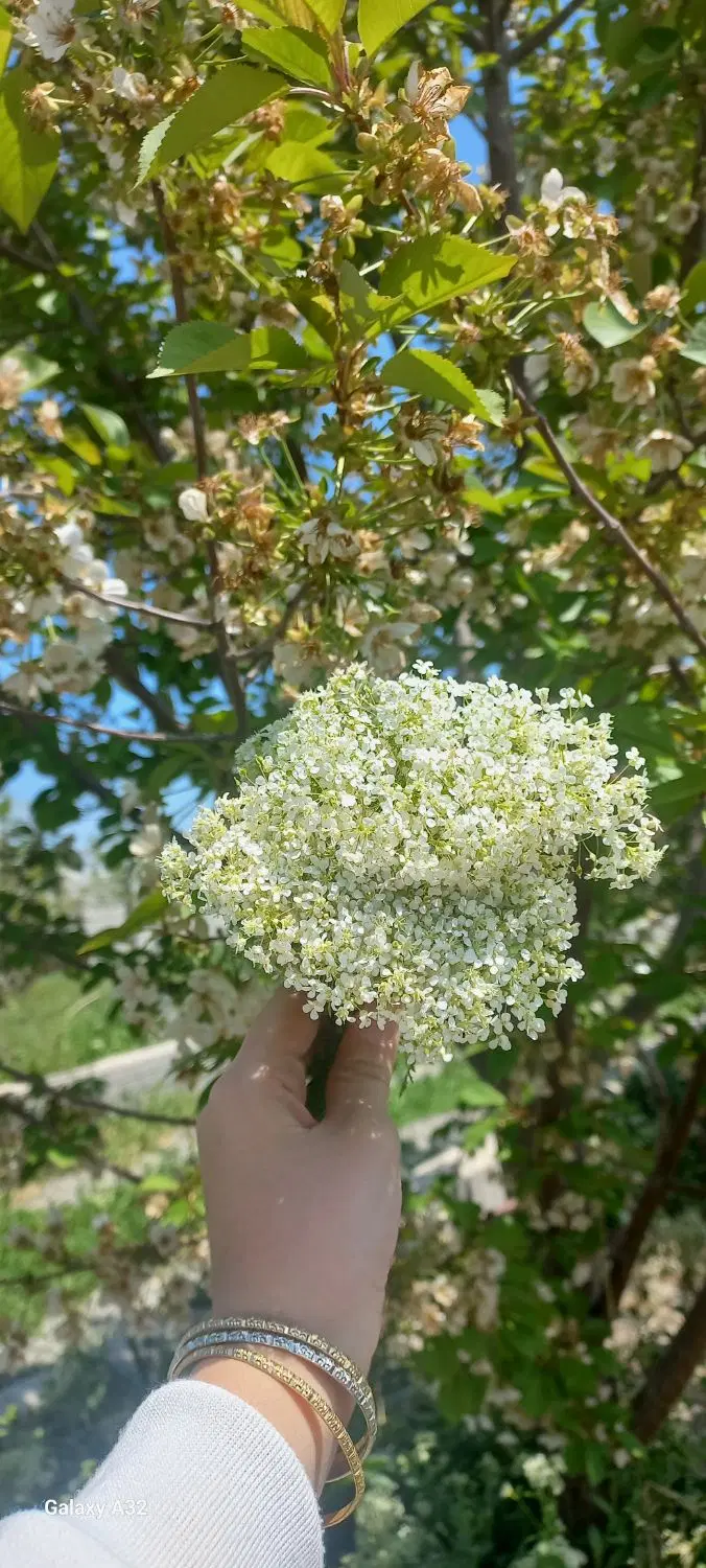 باغ وباغچه درروستای خداوردیخان