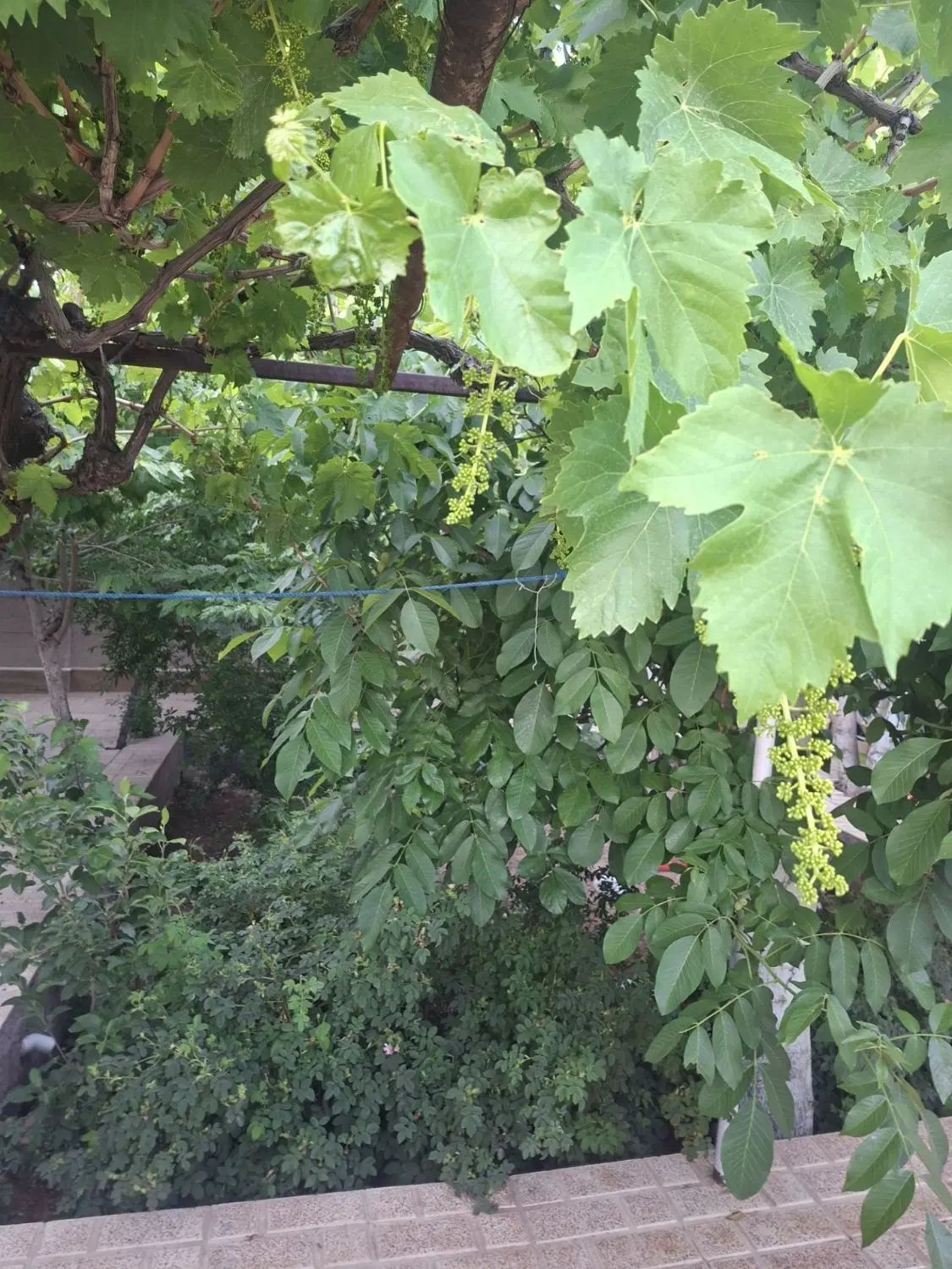 خانه ویلایی 250 متر