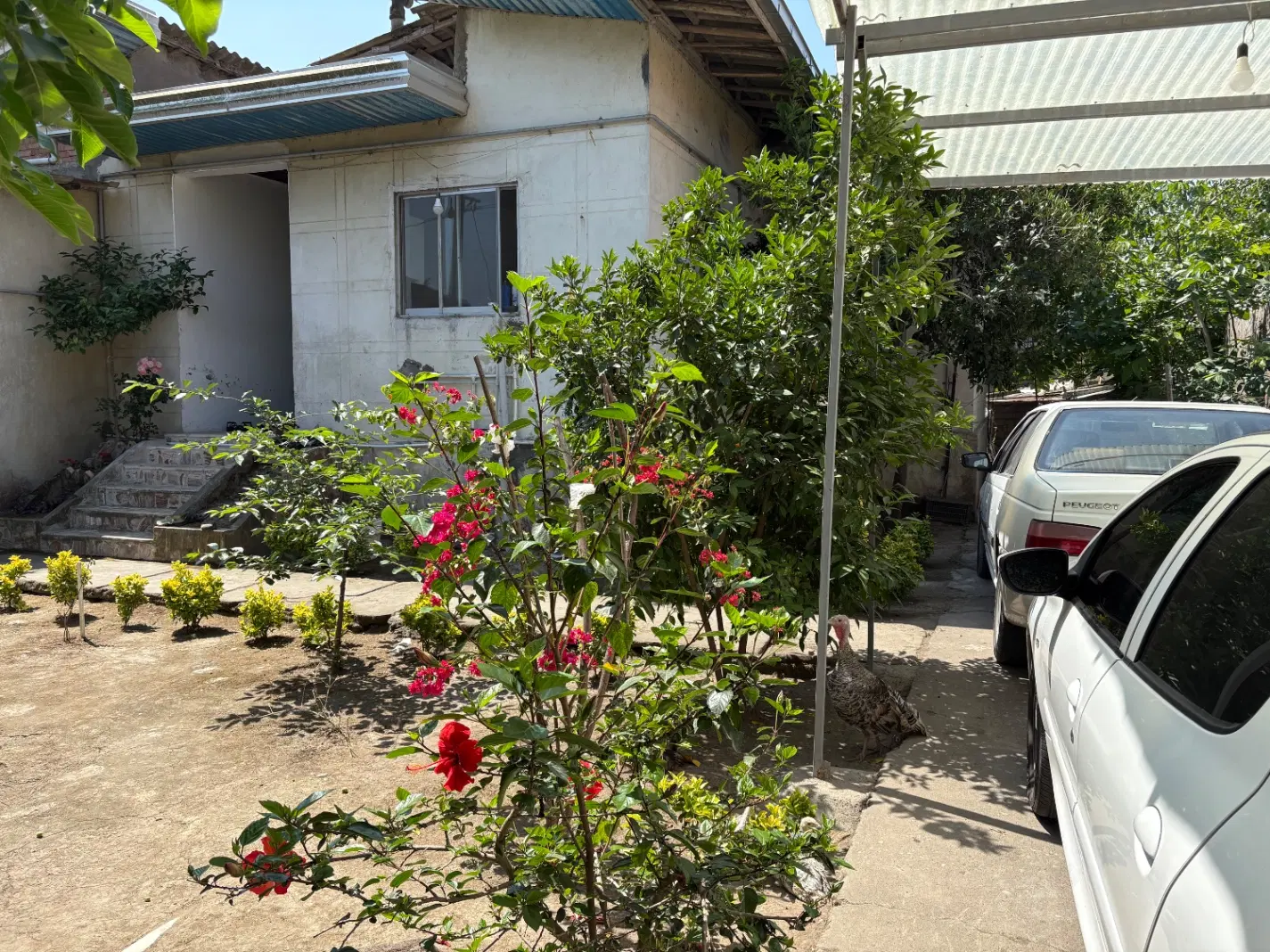 خانه باغ در فریدونکنار