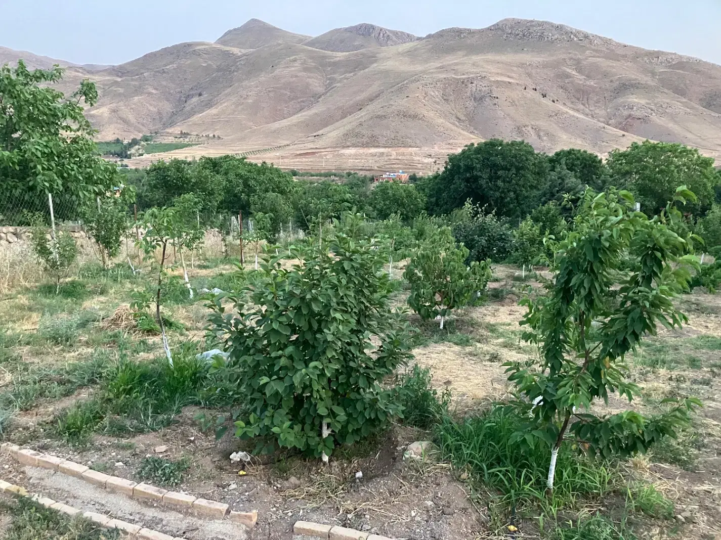 ۶۵۰ باغ با مجوز کانکس در آقچری بر آسفالت