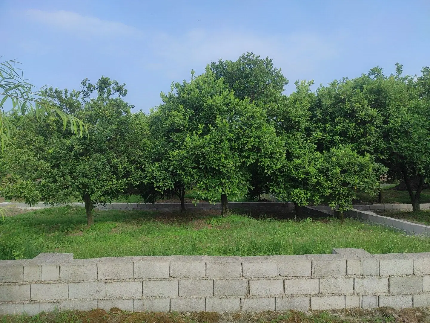 فروش ۲۰۰ متر زمین خوش‌قواره - با قیمتی استثنایی