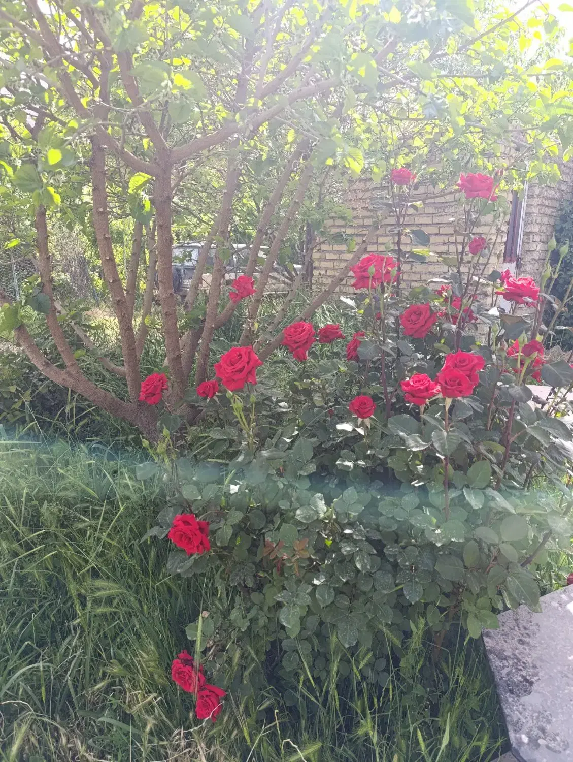 باغ ۳۰۰ متری باغدایی اول