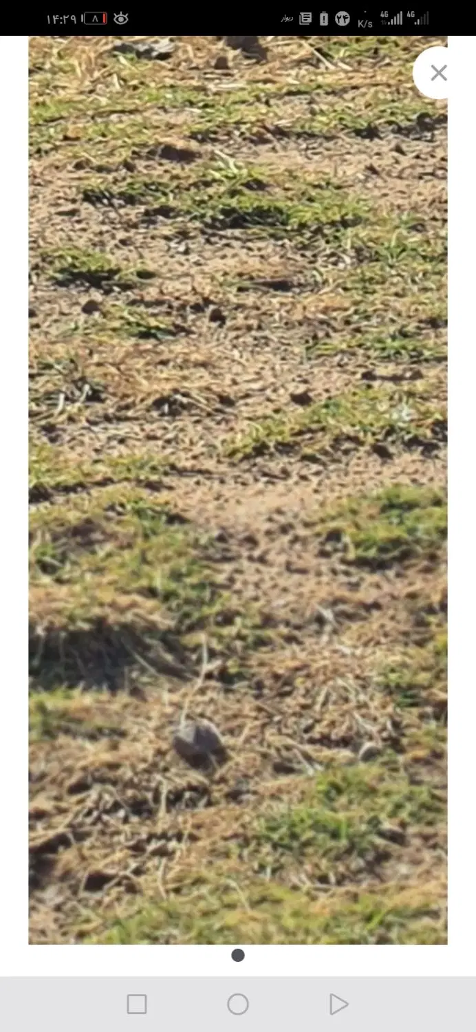 184متر زمین روستای صومعه