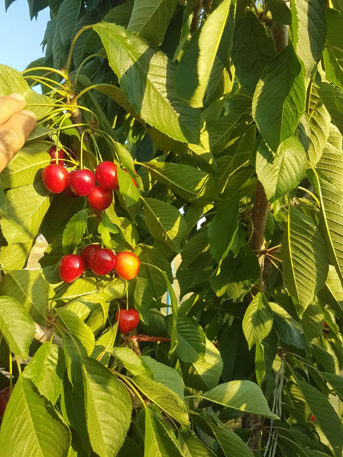 باغ۵۰۰متری