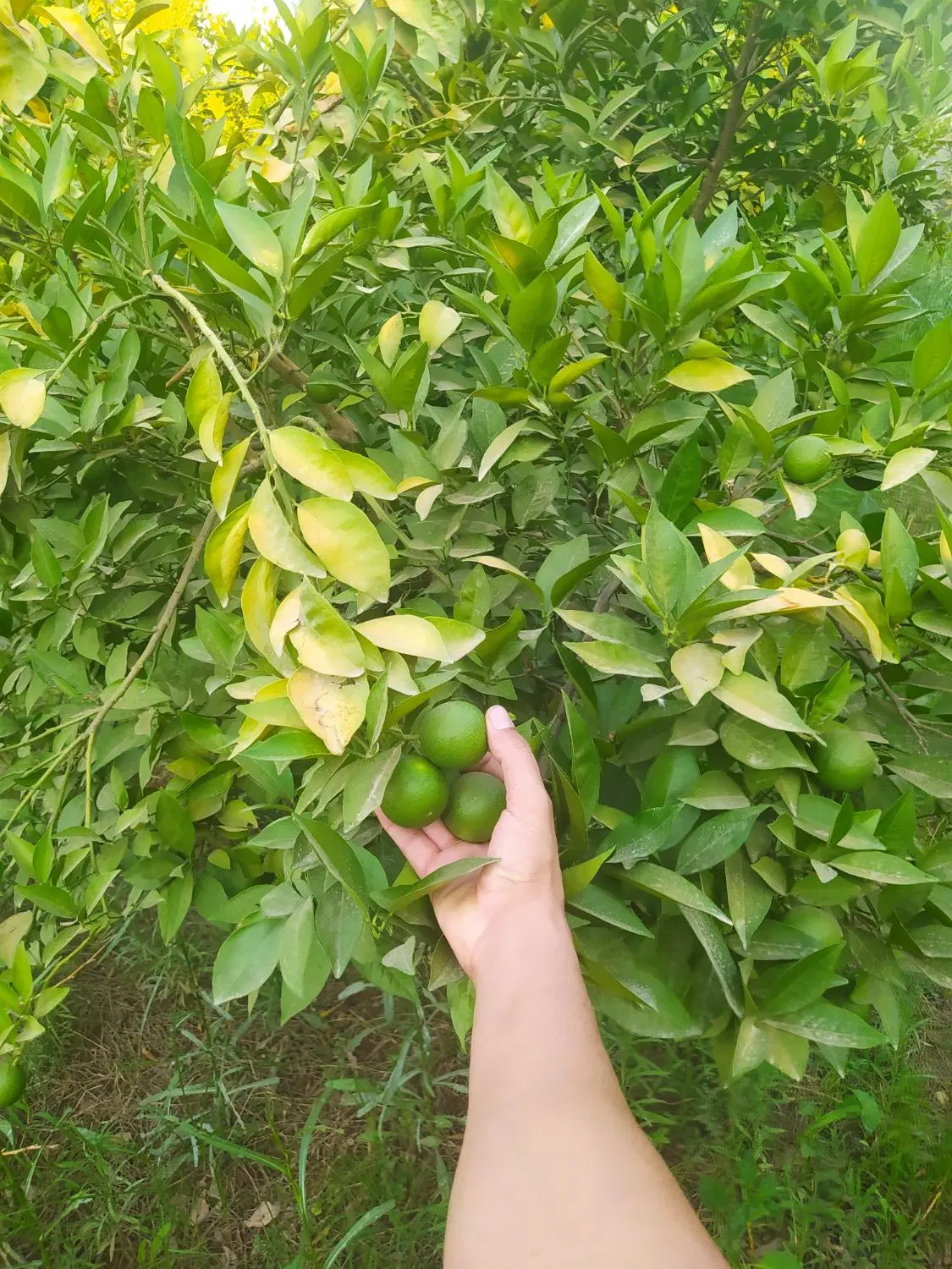باغچه