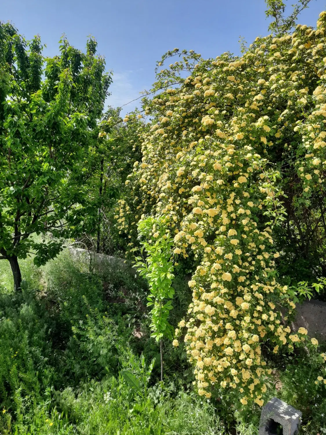 یک باغچه ویلا خیلی خنک