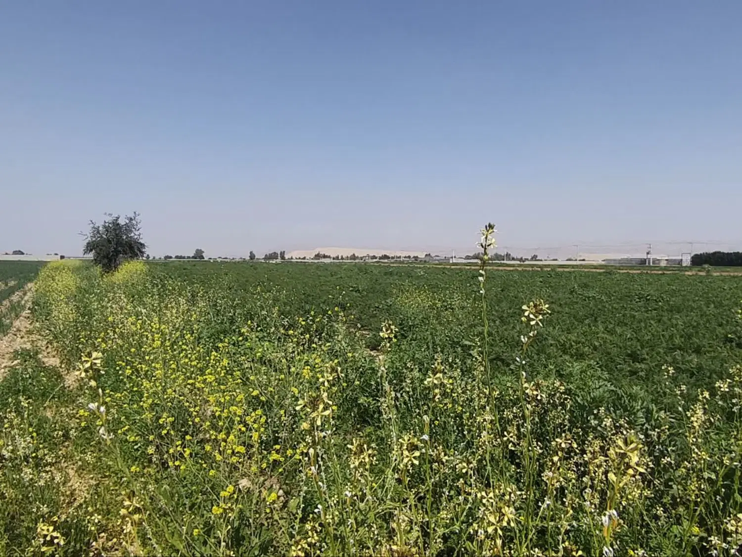 فروش زمین کشاورزی در شمال شرق کوی آزادی