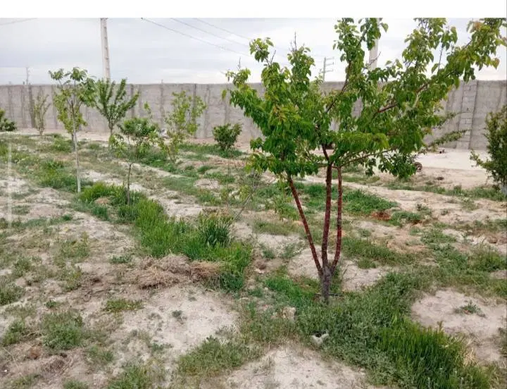 زمین باغچه ای صفادشت