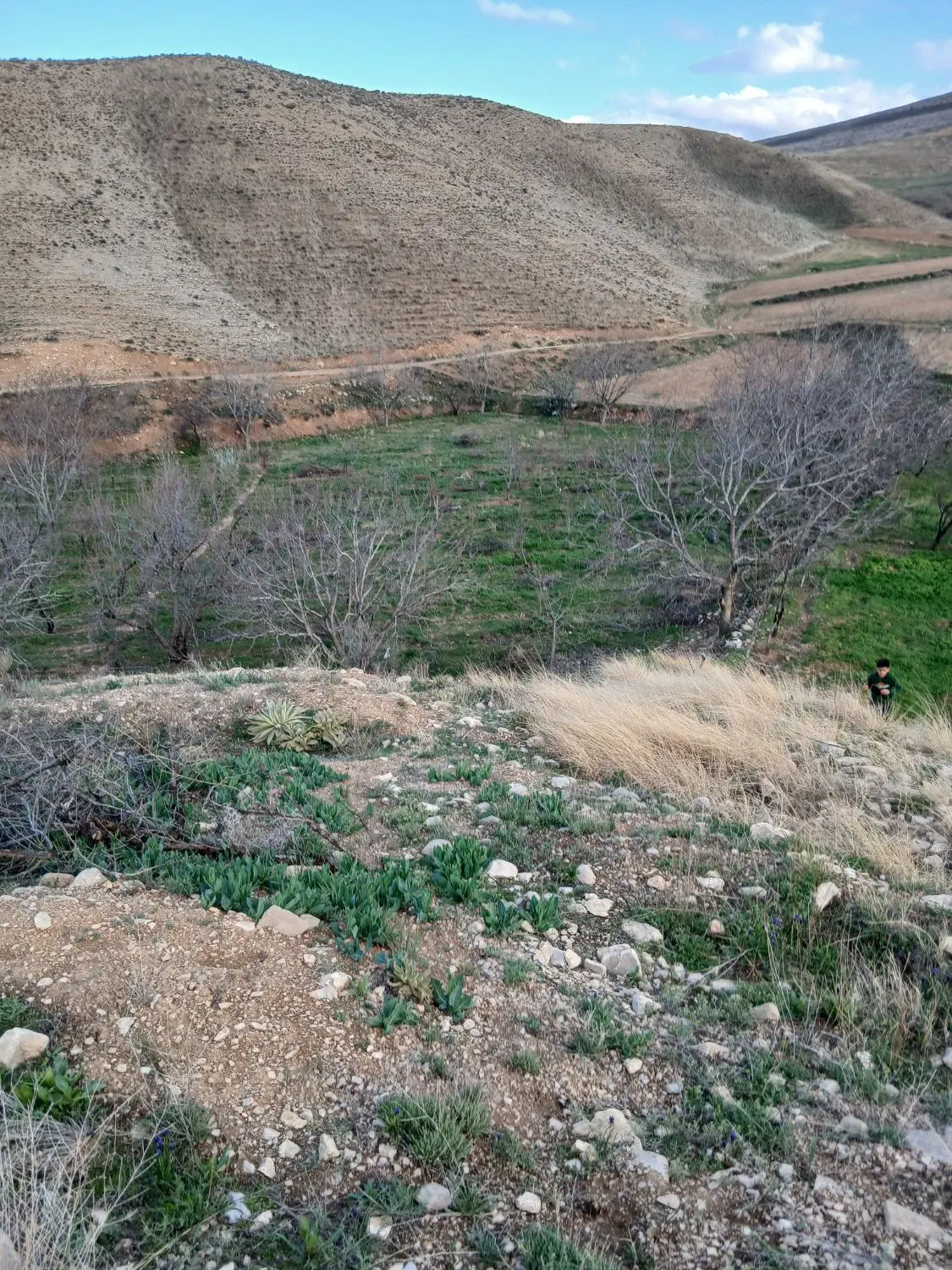 باغ فروشی در روستای نوده چناران