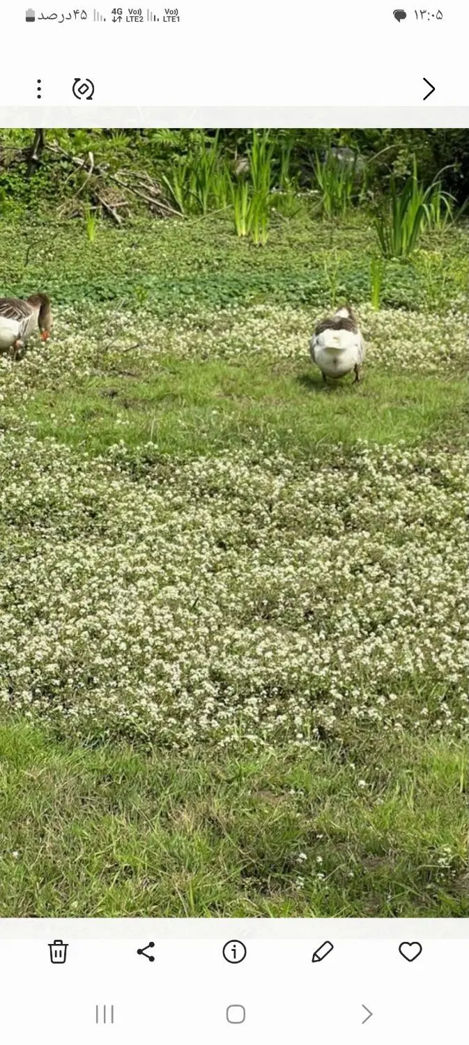یک قطعه زمین ۲۴۰ متر در کوچصفهان گیلوادشتان
