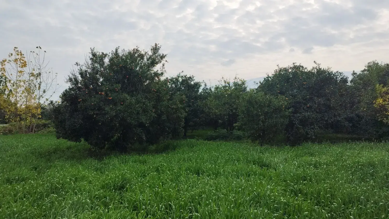 زمین واقع در داخل بافت روستای تلور  - بندرگز