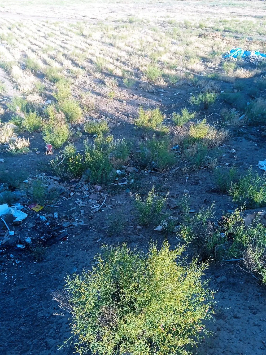 زمین زراعی