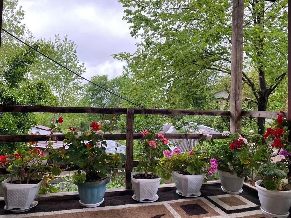کلبه چوبی تو دل جنگل