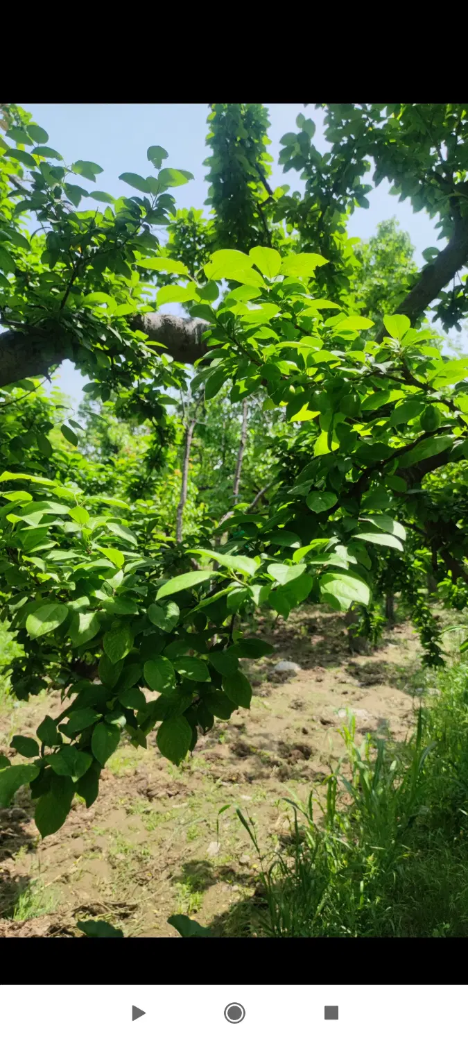 باغچه واقع در روستای رضی آباد پایین