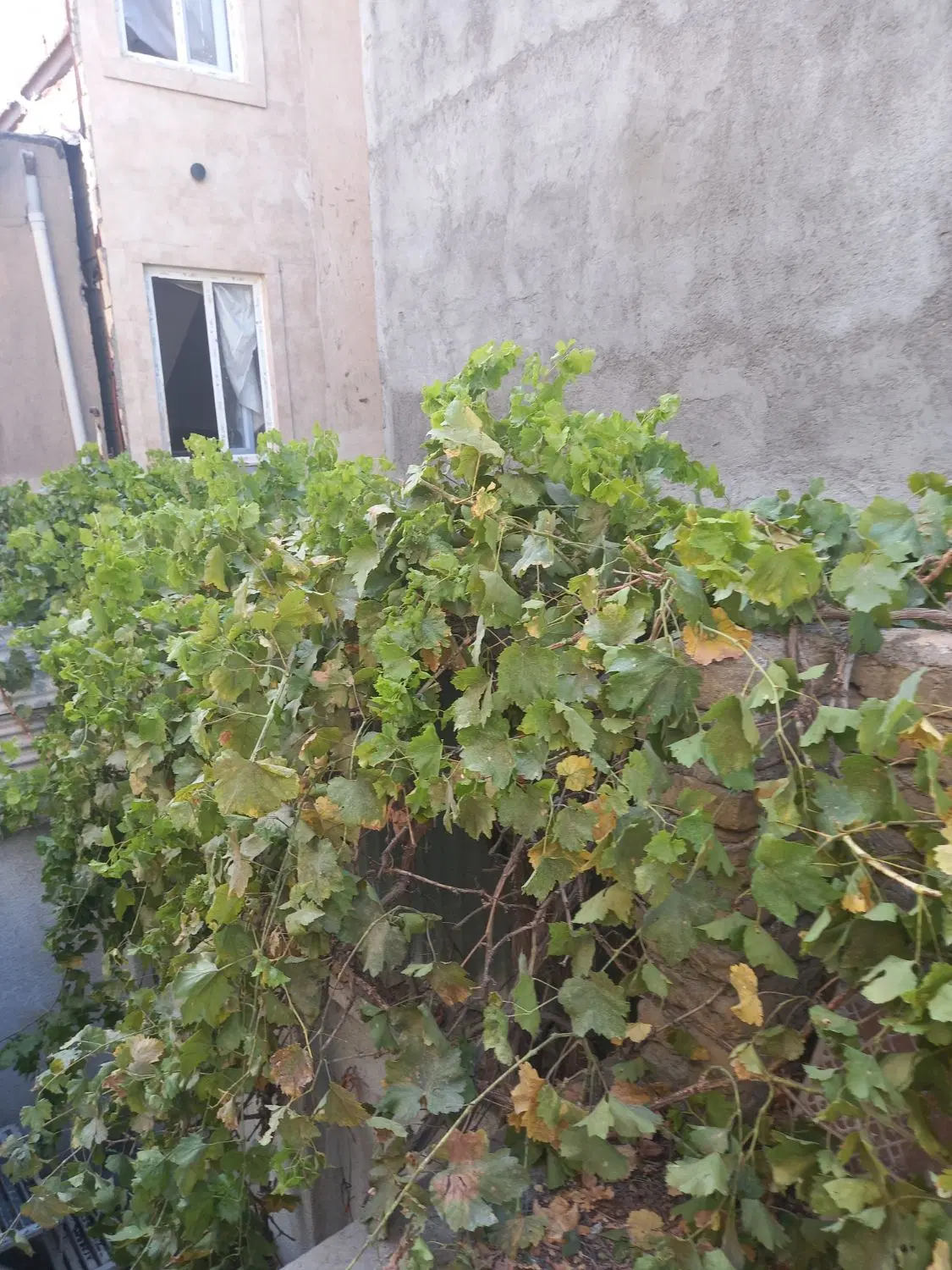 رهن ویلایی