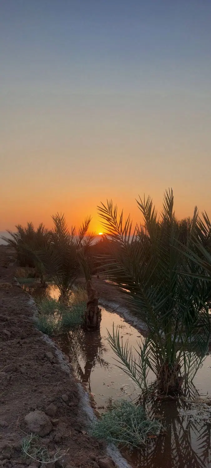 زمین پسته وخرما
