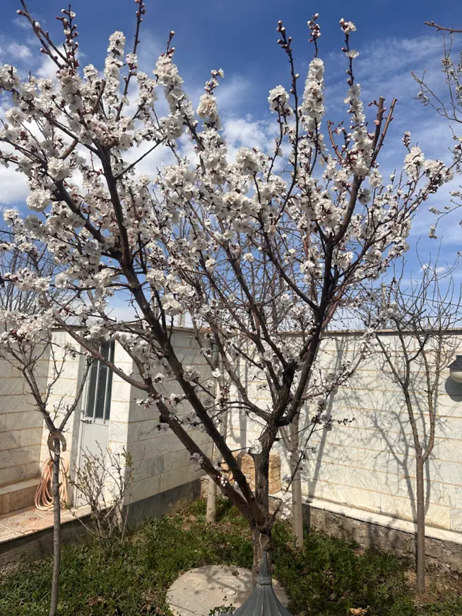 ویلایی