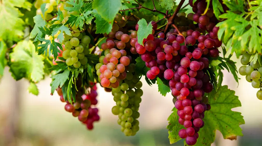 فروش باغ ویلا
