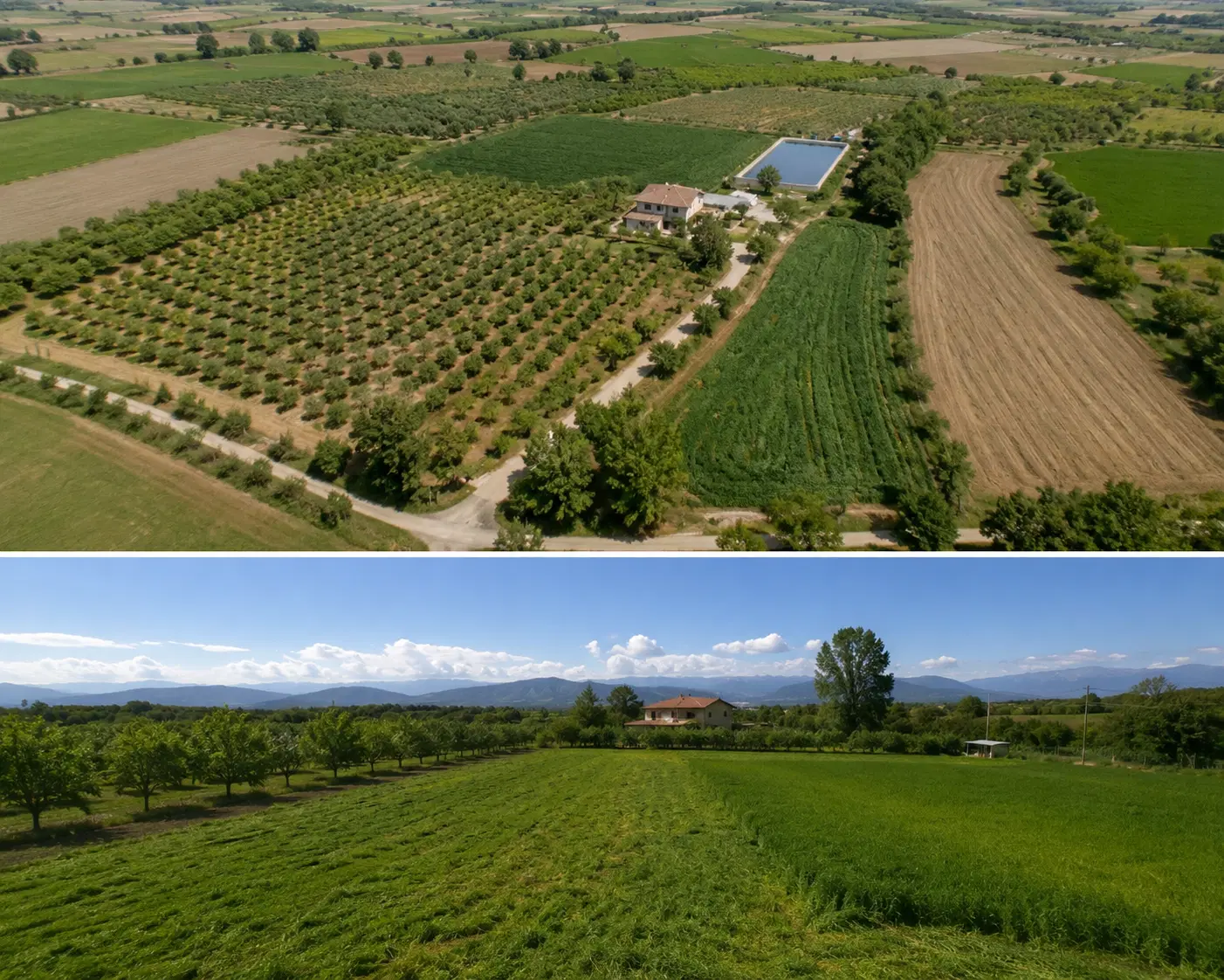 فروش زمین کشاورزی و باغ پسته