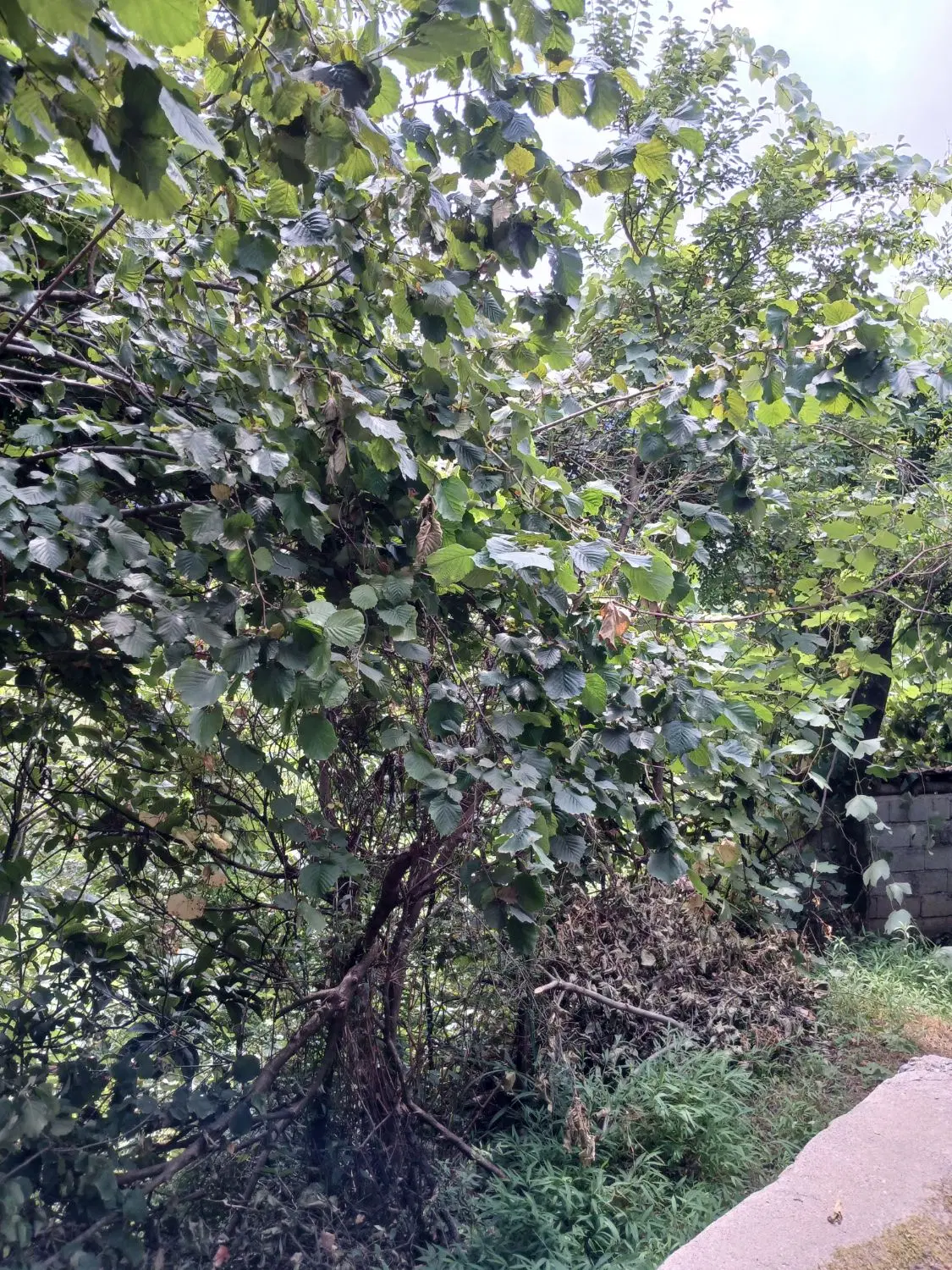 زمین کشاورزی با کاربری