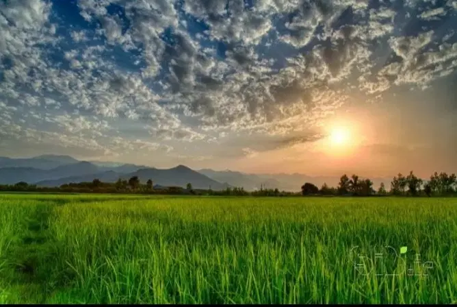 فروش ۳هزارمتر شالی سنتی نزدیک شهرمدارک تکمیل