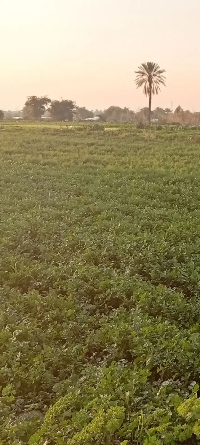 زمین اجاره ای ابوزریه
