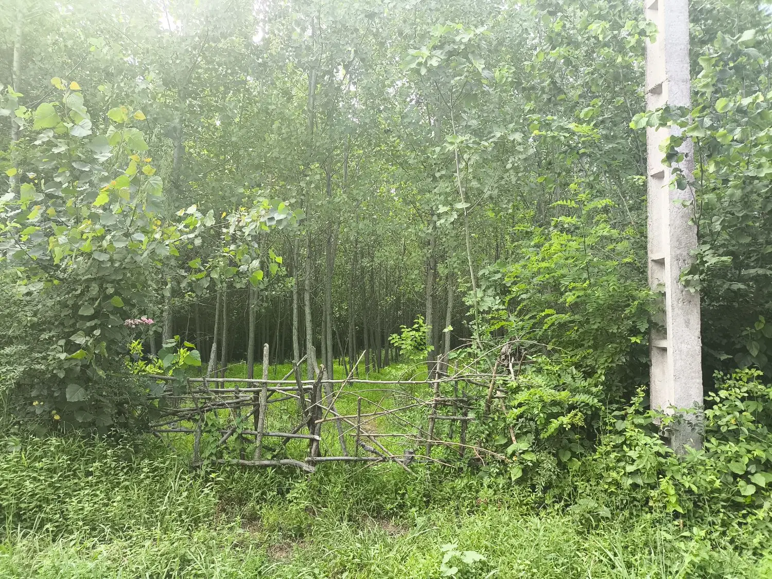 فروش زمین باغی
