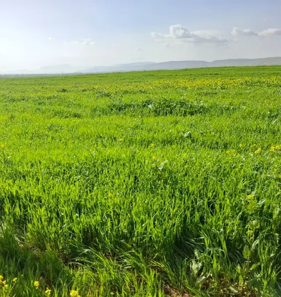 اجاره زمین کشاورزی دیم