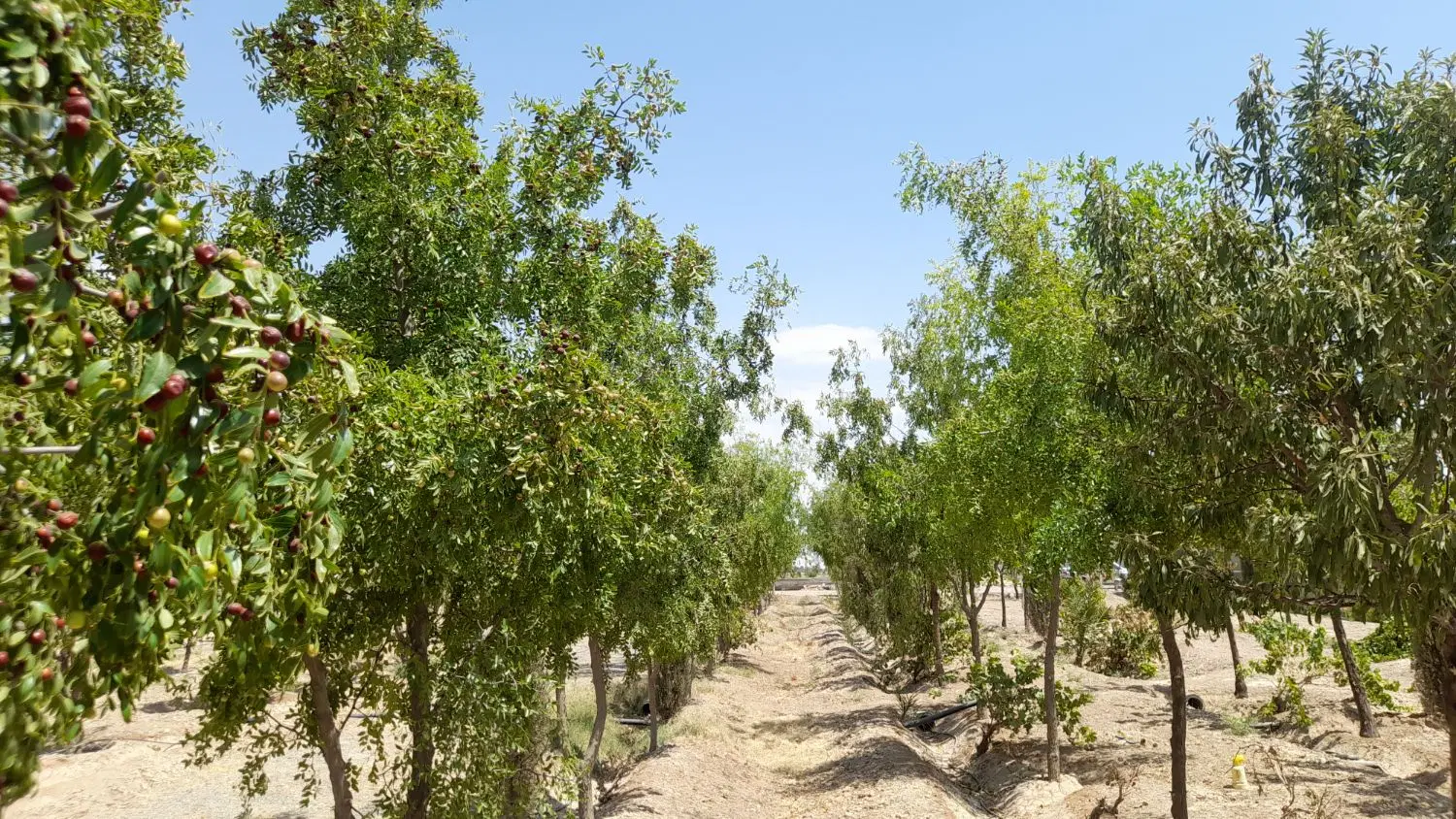 باغ داخل شهر خ امام خمینی