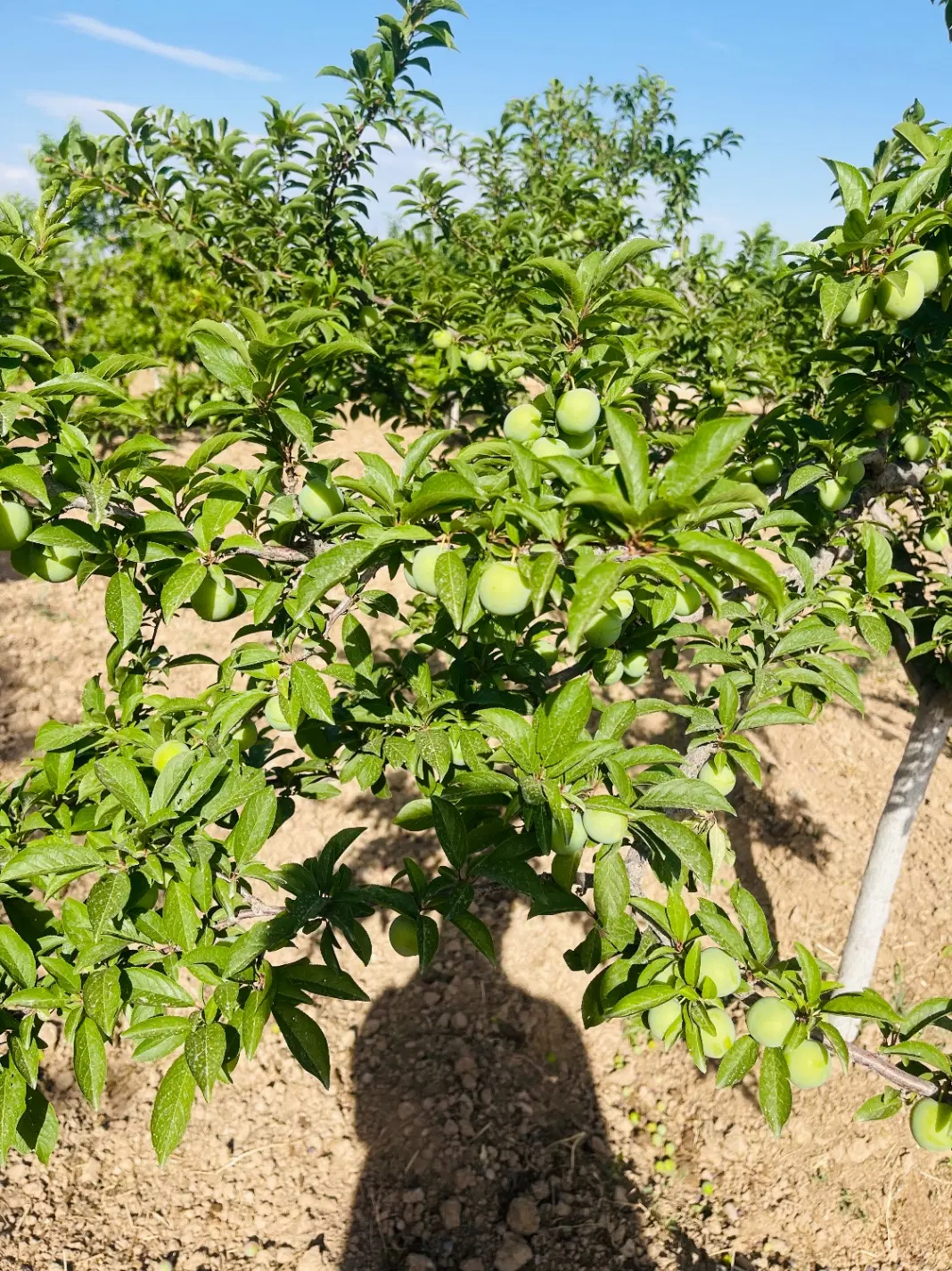 باغ ویلا در روستای ماریان