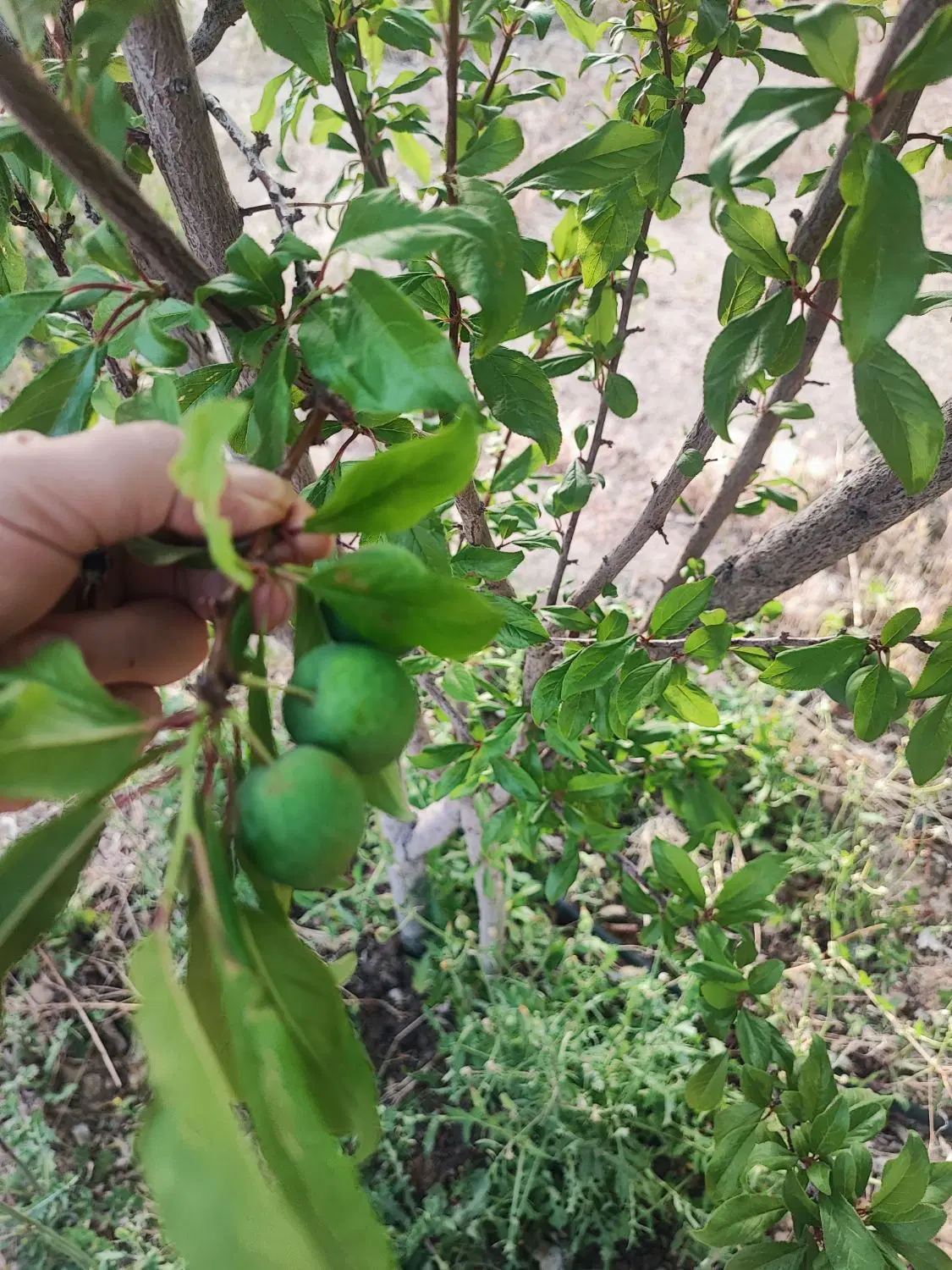 فروش باغ