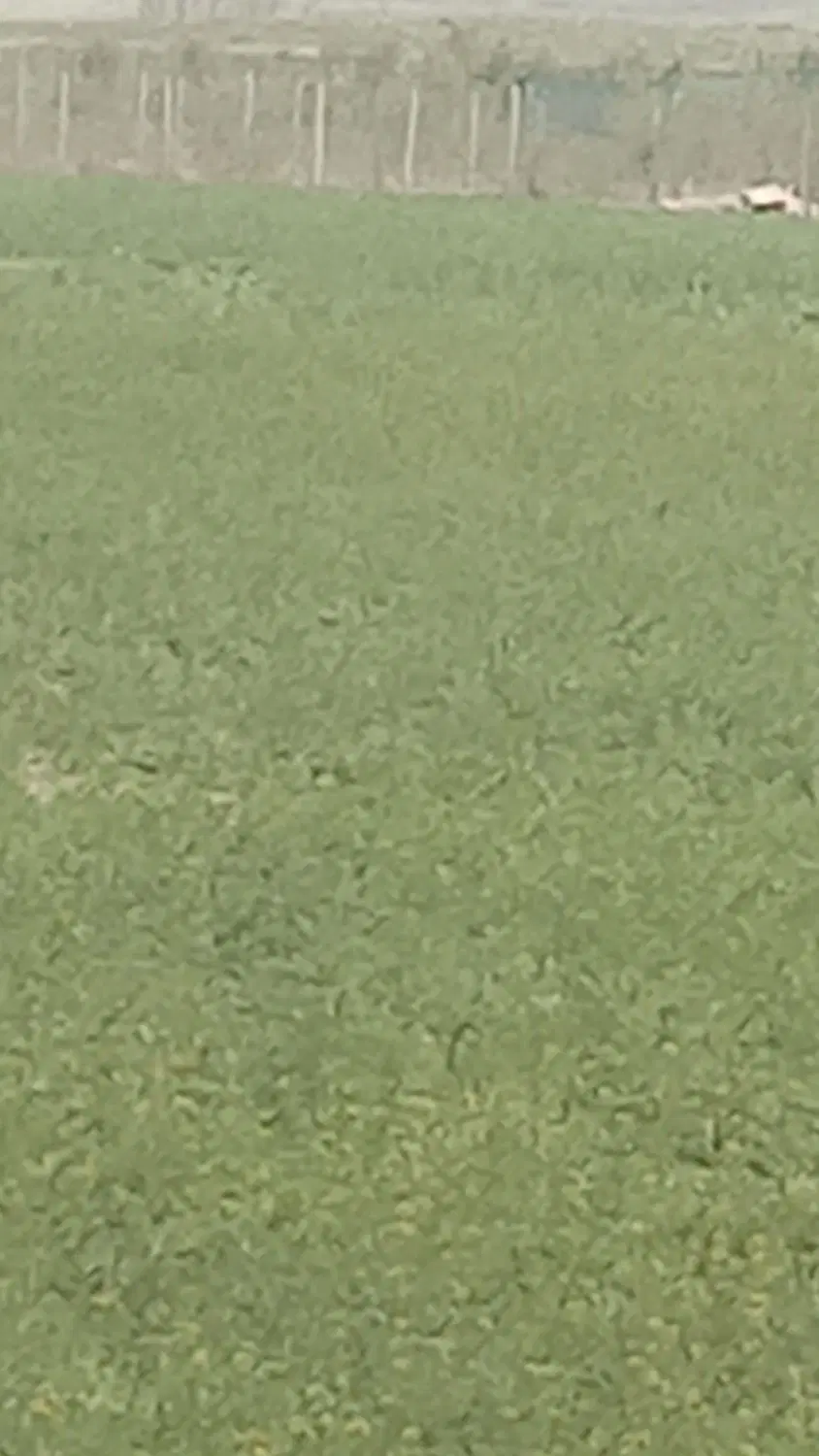زمین باغی