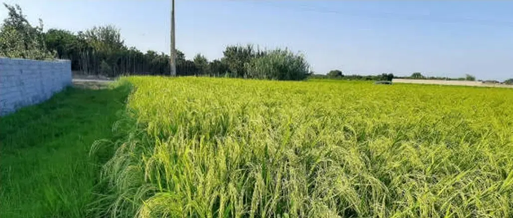 زمین فومن چیران بالا
