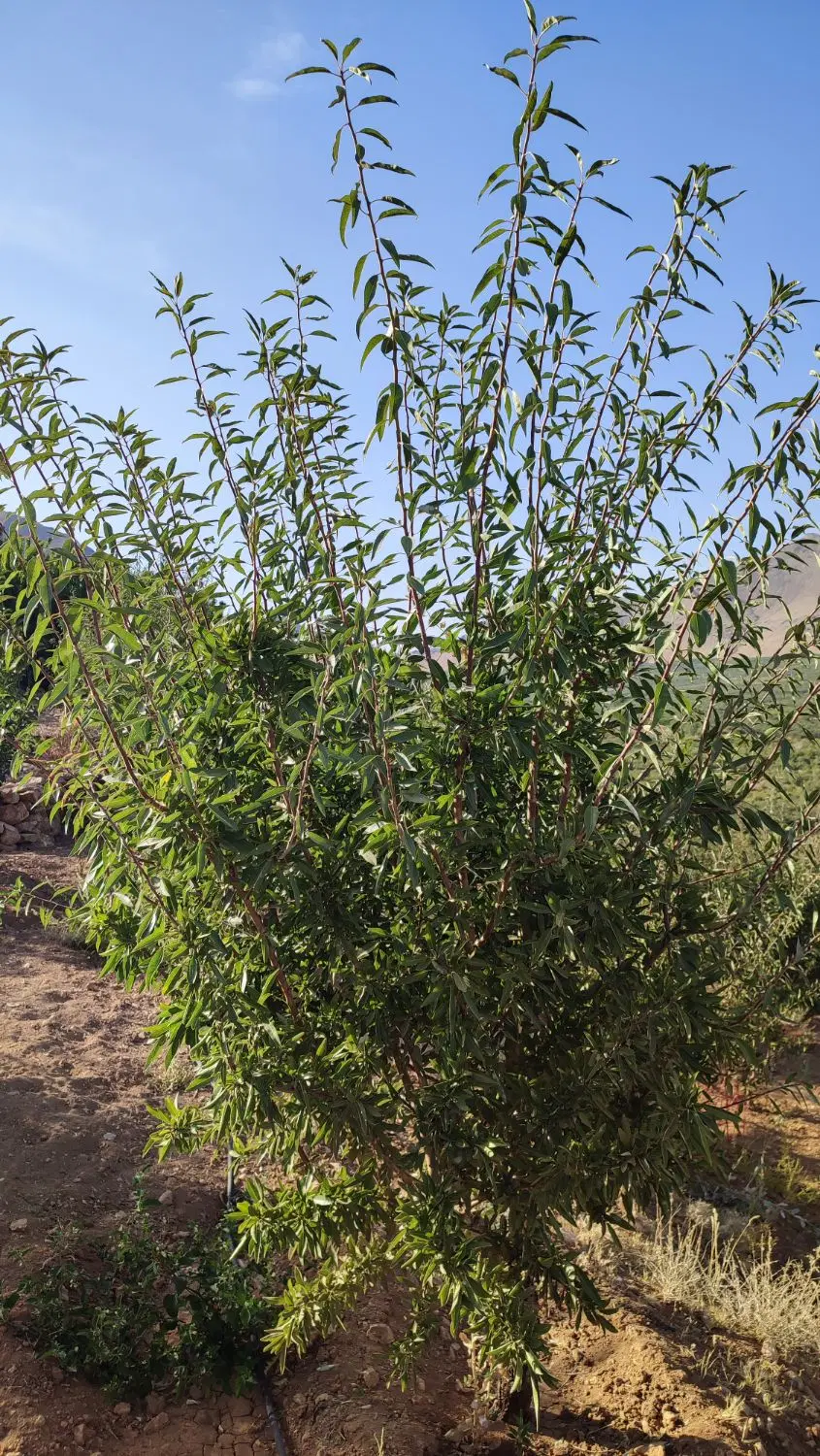 دو جریبی طرح عمان سامان