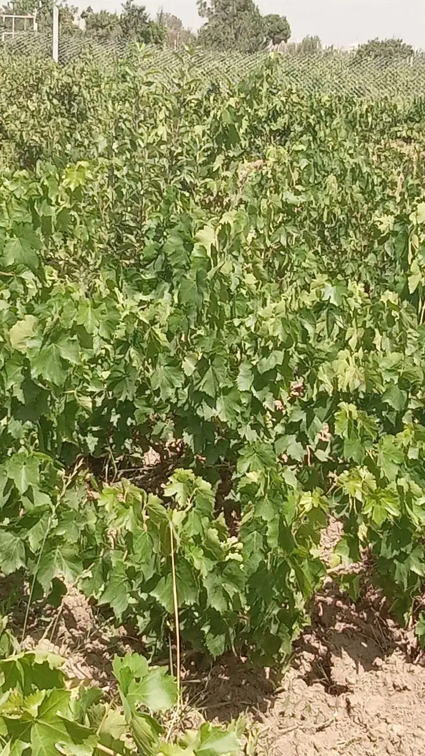 باغ انگور