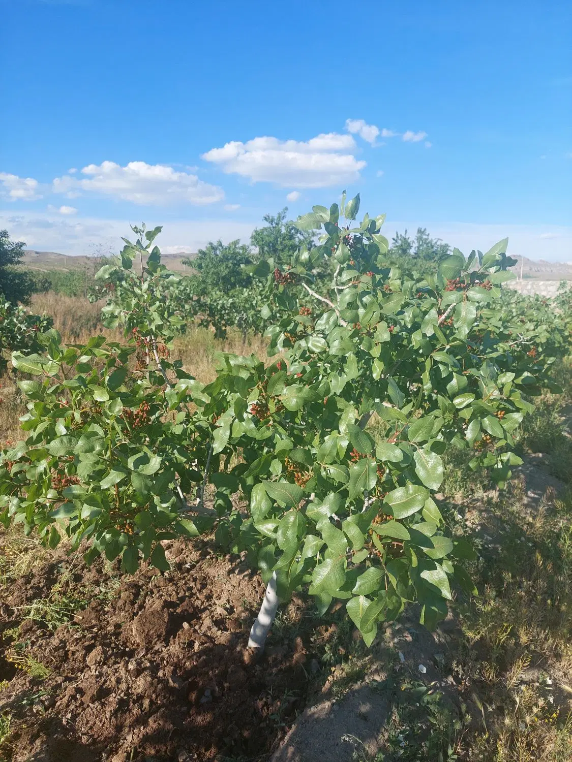 باغ پسته با درختان بارده