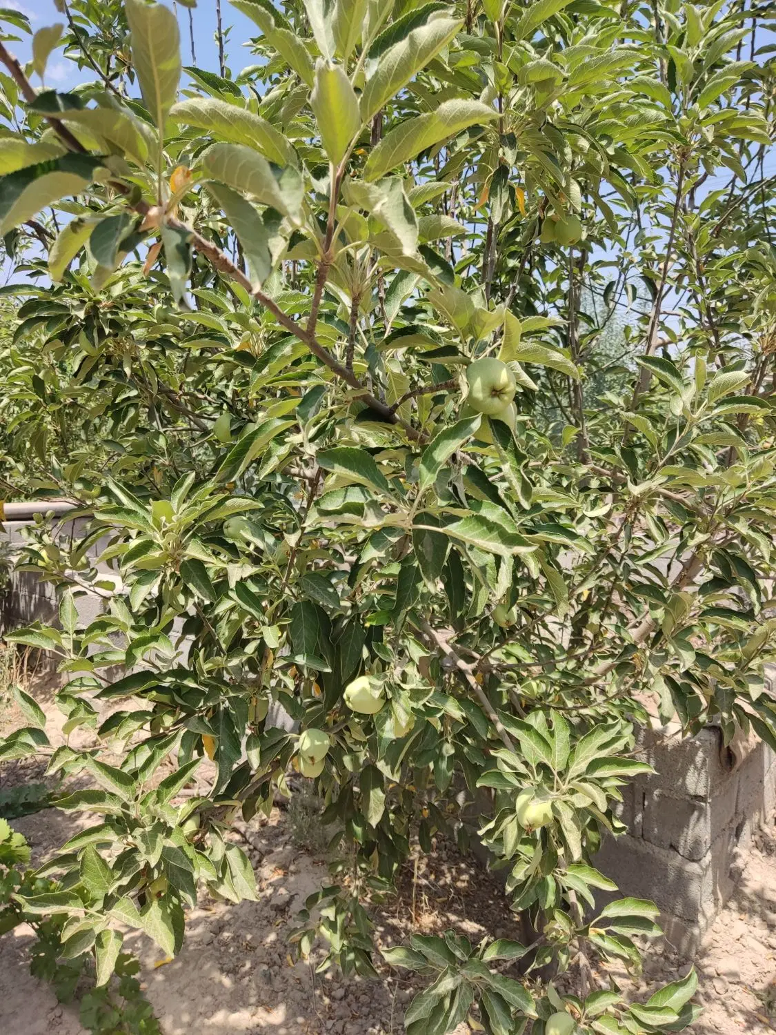 فروش باغ میوه