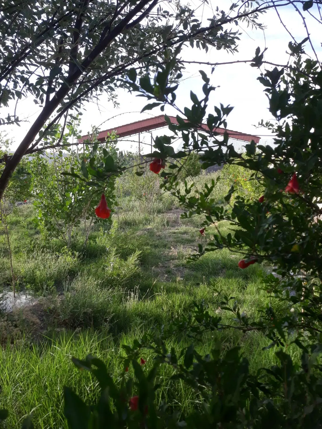 باغ نیمه کاره زیر قیمت .بعد از زردنجان