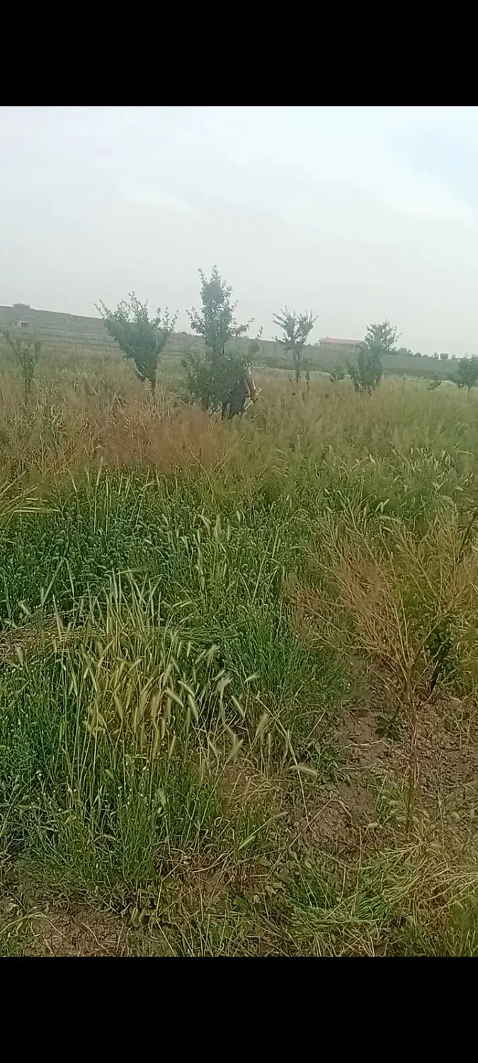 باغچه