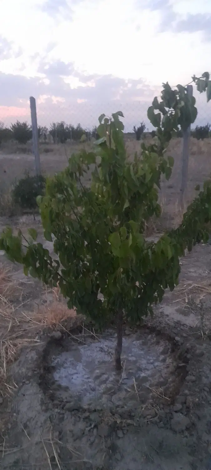 باغچه